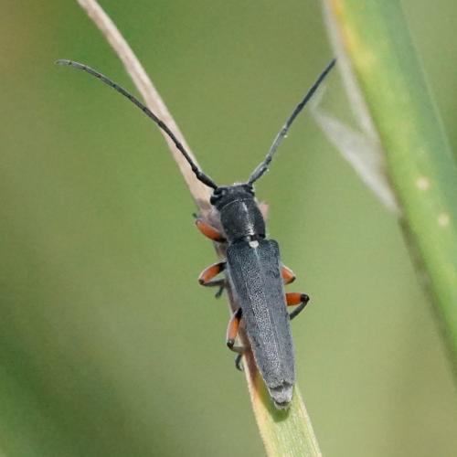 Réf. 233 677 : Phytoecia icterica